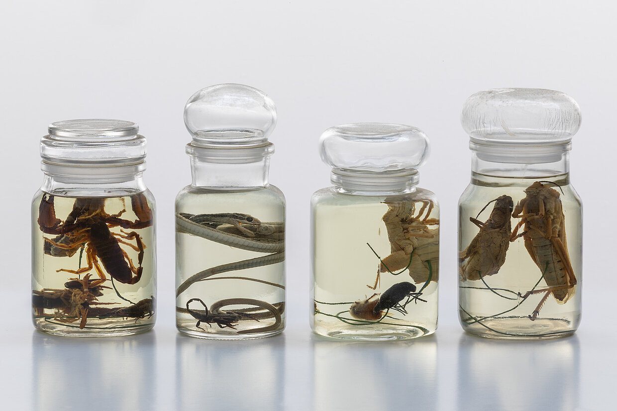 Eingelegte Schlangen, Skorpione und Insekten aus „Deutsch-Südwestafrika“ © Haus der Bayerischen Geschichte